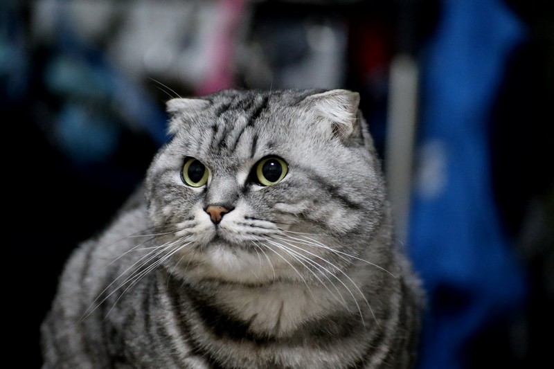 折耳猫为什么不能养 养折耳猫三大好处-泛经验