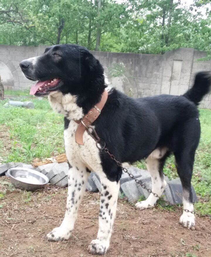 世界杯冠军中亚牧羊犬(中亚牧羊犬，勇猛无畏的战斗猛犬，用眼神就可威慑外敌)