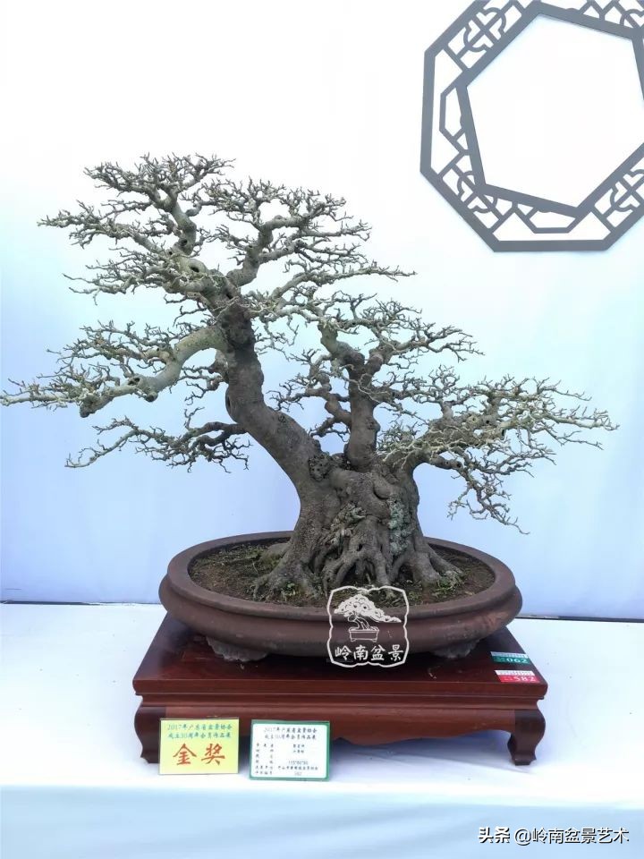 榕樹盆景圖片,榕樹盆景圖片大全欣賞