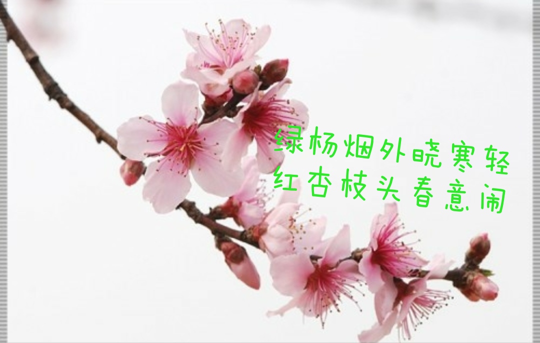 那些古诗词里的大红大绿，过了千年，依旧惊艳如同初见