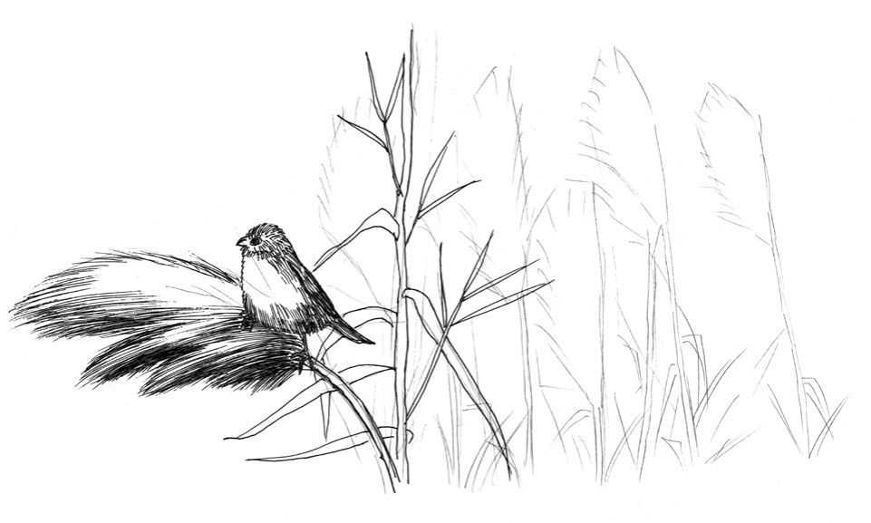 教你画芦苇,超详细绘画步骤讲解,小白学完也能画出来