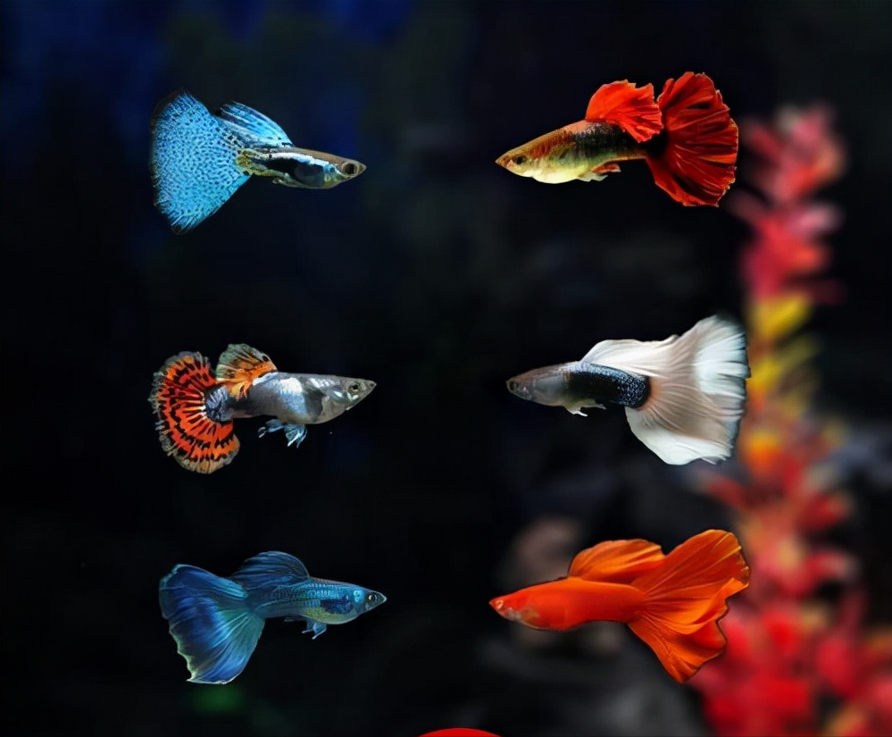热带鱼品种大全图(近百种热带鱼欣赏) - 科猫网