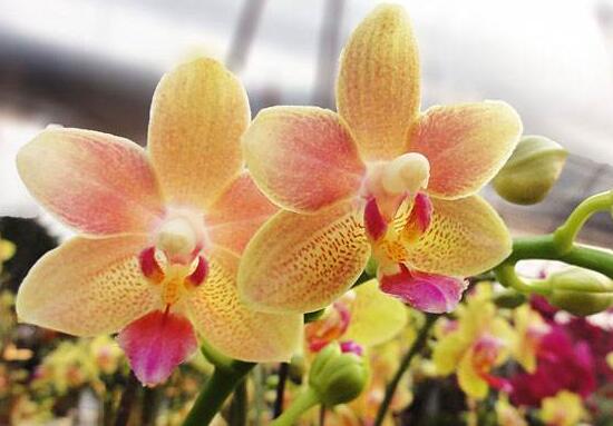 蝴蝶兰是什么季节开的（蝴蝶兰开花后的养护技巧）