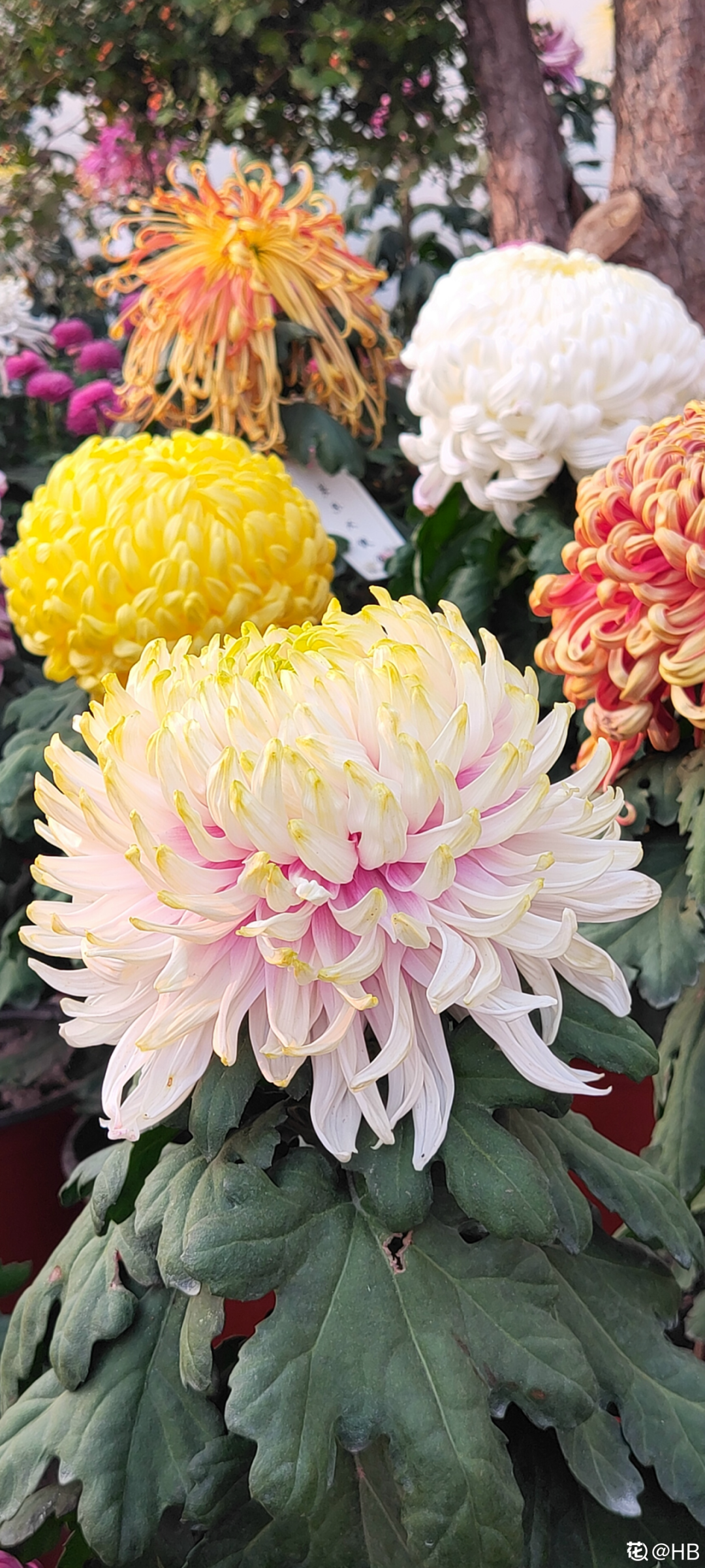 菊花的颜色有哪些 - 风集网