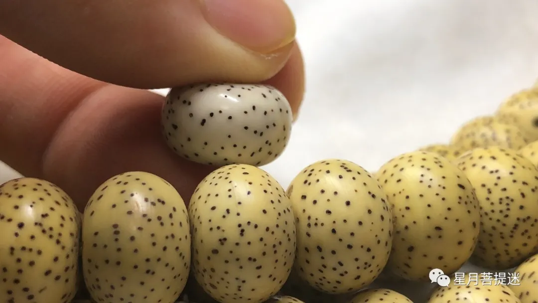 星月菩提是什么树的果实(什么样的星月菩提值得收藏和盘玩?