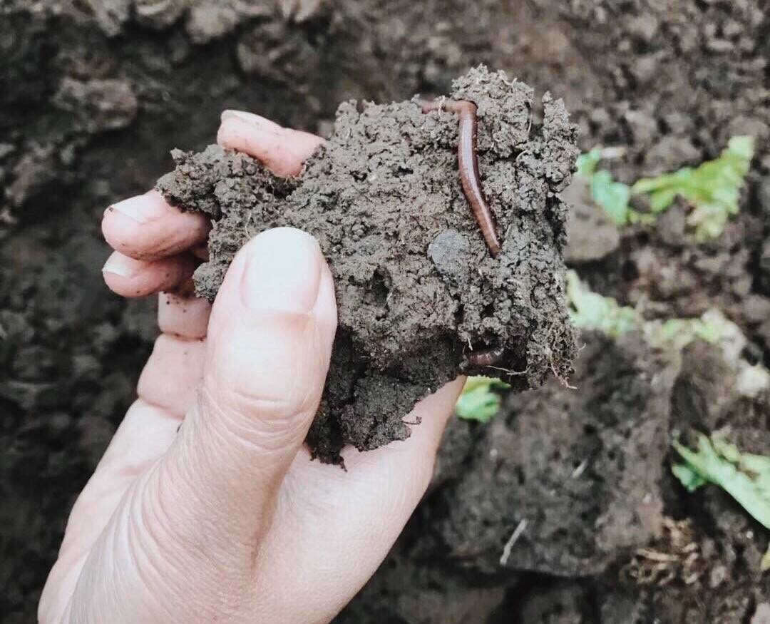 各類有機碎屑,有改善土壤土質,修復各項功能的作用,其重要性不言而喻