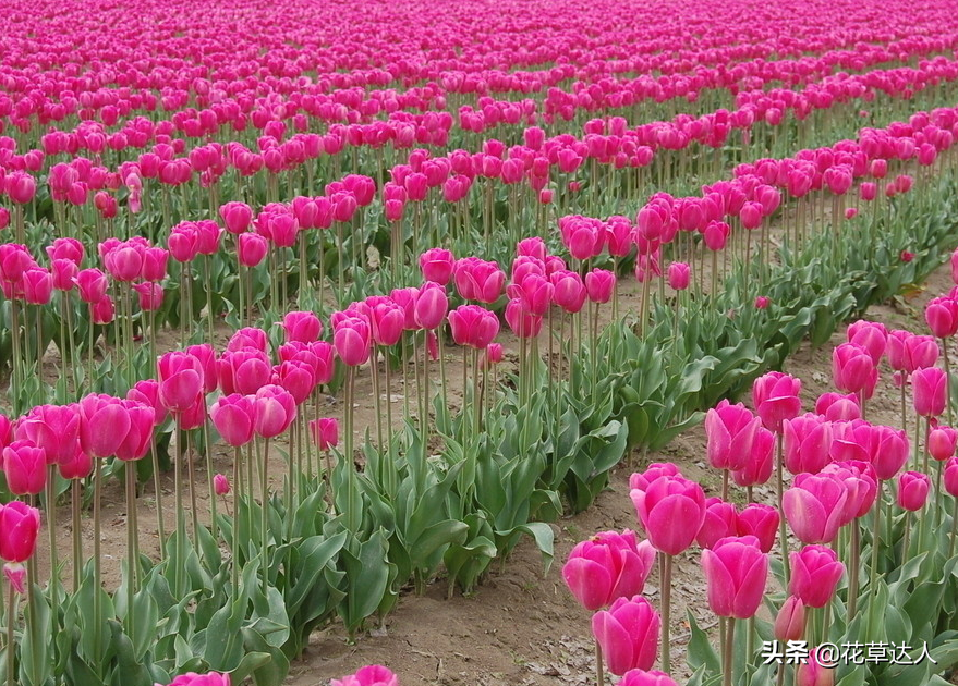 郁金香的特殊含义（详解郁金香花语象征的寓意）