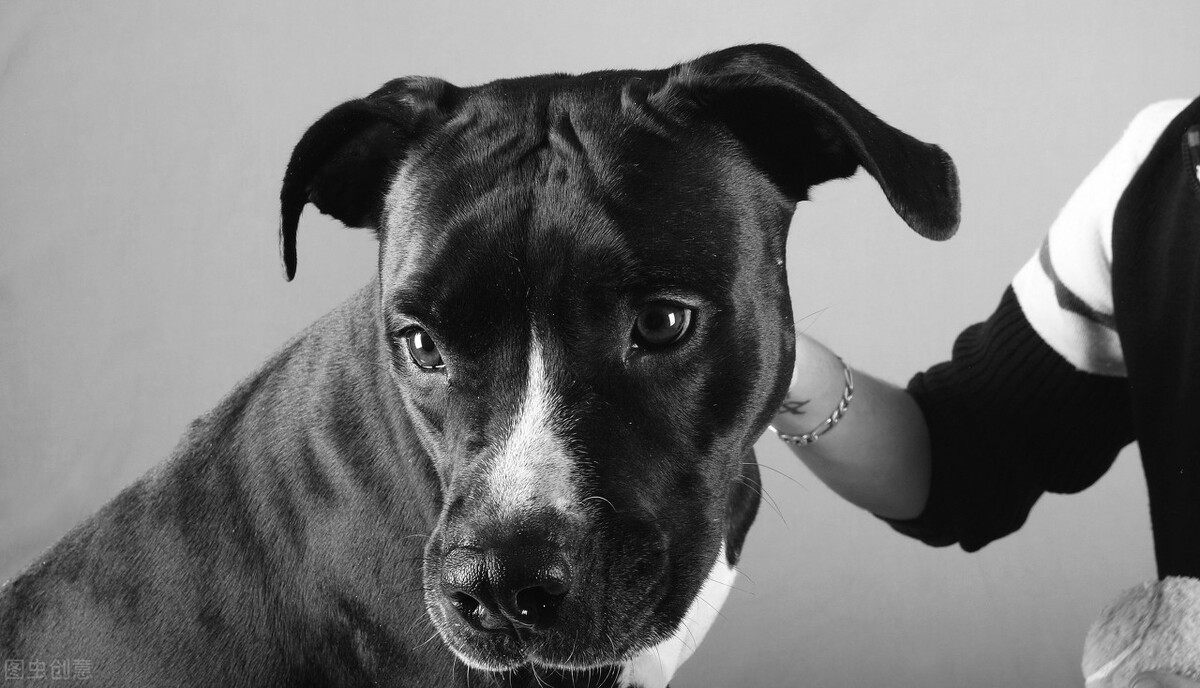 #健康科普大赛# 消除人间狂犬病，动物免疫须先行