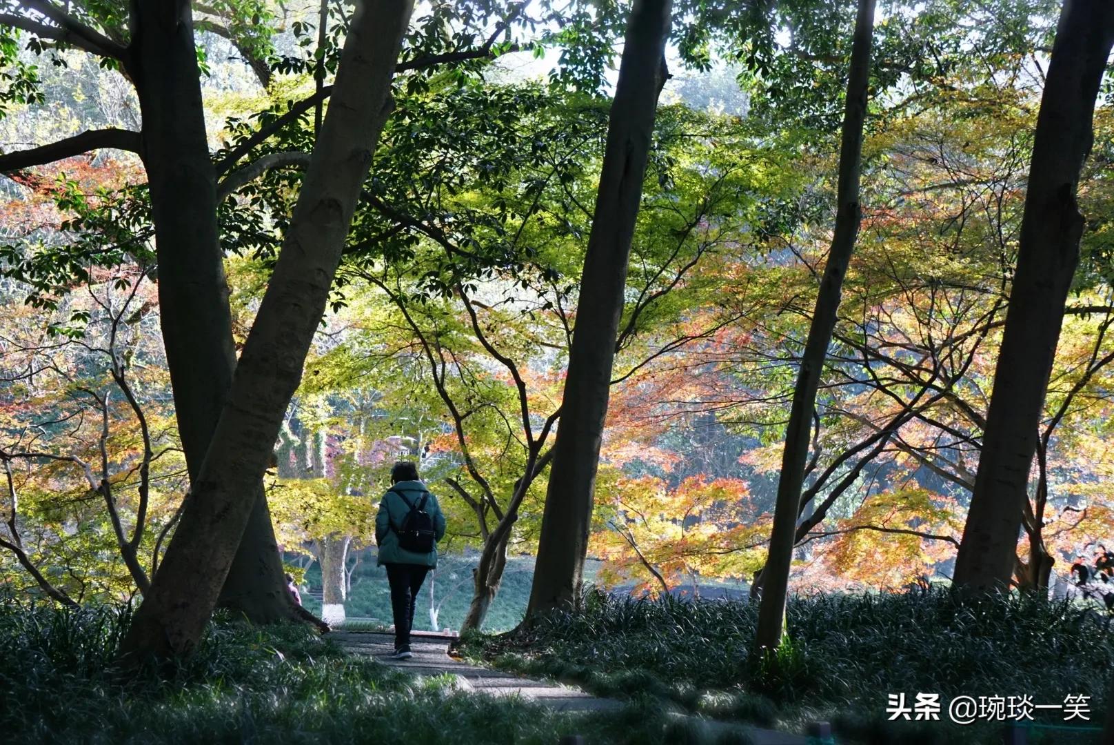 身处北京的你错过就要等一年(秋，你若不来太子湾，便是对杭州的辜负)