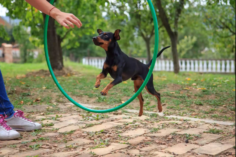 想养杜宾犬却怕太凶？迷你杜宾犬了解一下，堪称玩具犬之王