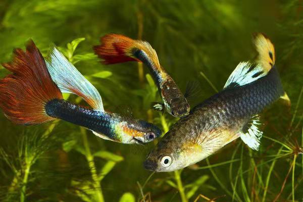 凤尾鱼并不难以饲养,为什么总在繁殖期,雌鱼不是患病就是死亡?