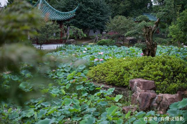 武汉梅园人像摄影图片(武汉市区竟隐藏着这样一个荷花园，我带老婆去拍摄写真照片)