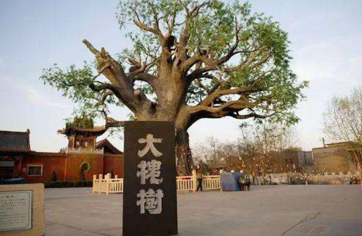 槐树没有晦气和不吉利的说法,它还有着升官发财的寓意,古人将槐树视为