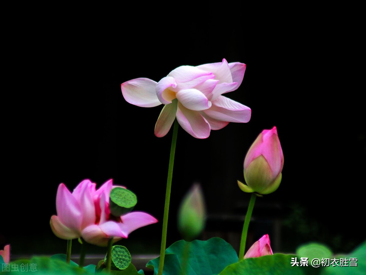 《红楼梦》里，10则荷花荷叶美诗美句，让你看懂曹雪芹对荷花的爱