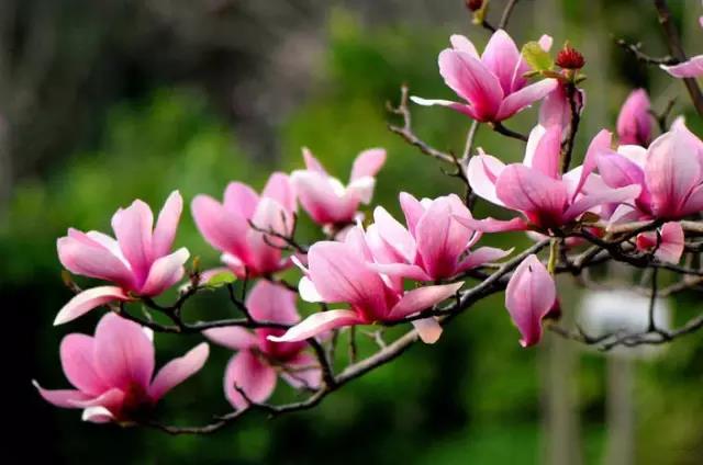 又见玉兰花开，芳香飘满万家