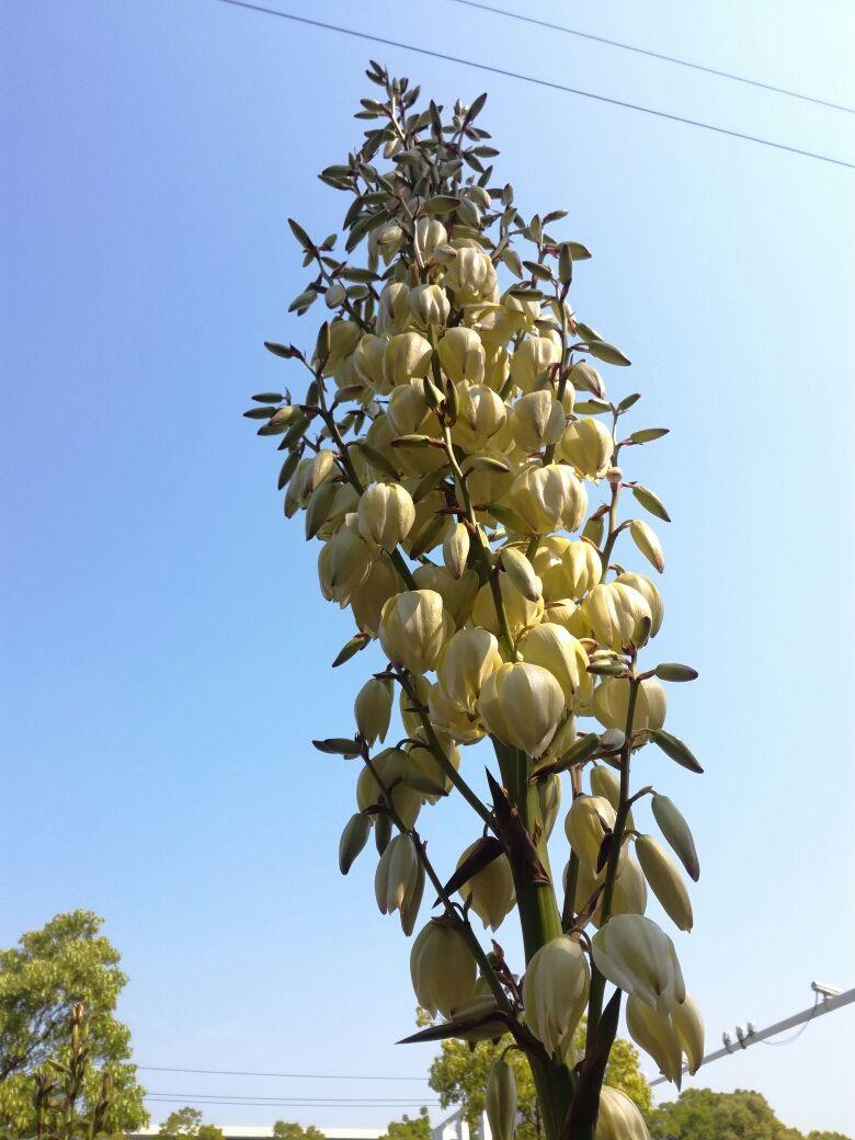 花草的图片大全（100种常见花图鉴一览表）