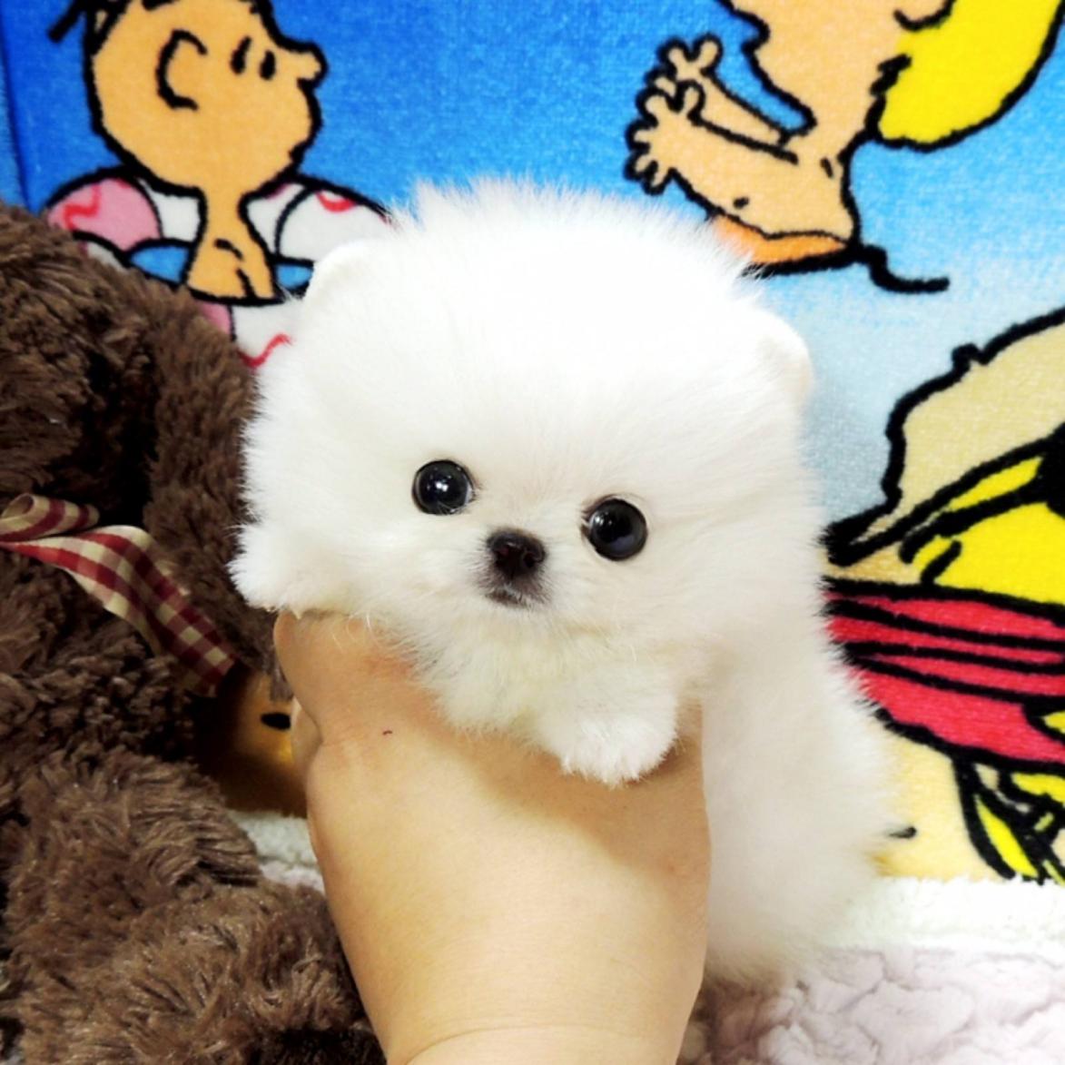 虽然是源自美国,但却起时流行于日韩,由于茶杯犬的