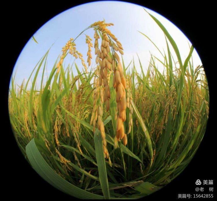秋日草原心语：金风拂过，思绪随牧歌飘远