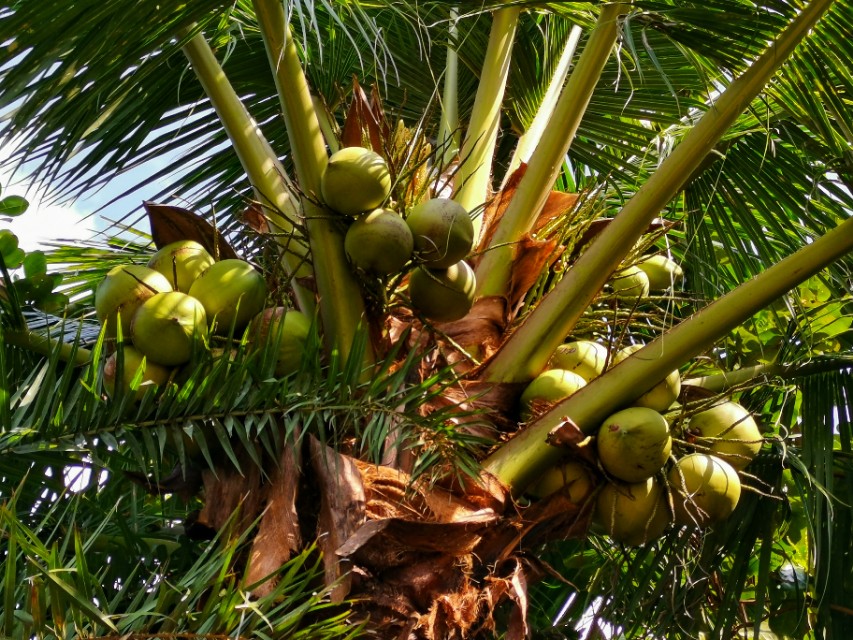 第一次见到椰子树