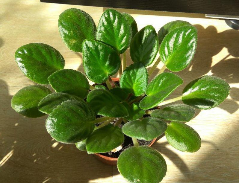 耐阴又容易开花的植物室外室内喜阴开花小盆栽植物