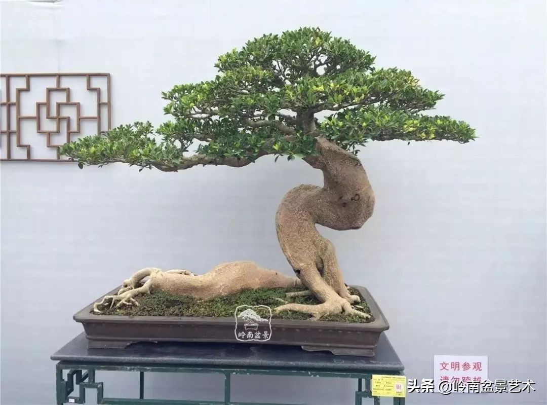 榕樹盆景圖片,榕樹盆景圖片大全欣賞