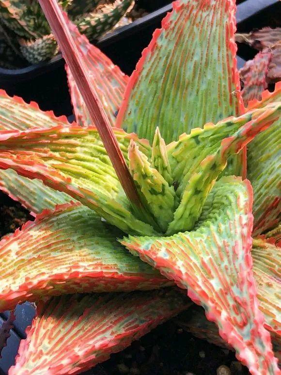 女王芦荟锦波露芦荟锦不夜城芦荟锦帝王锦雪女芦荟锦君子兰21年,竟然