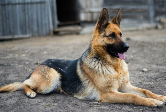 這6種狗狗,都是中國現用的警犬,養一隻不後悔