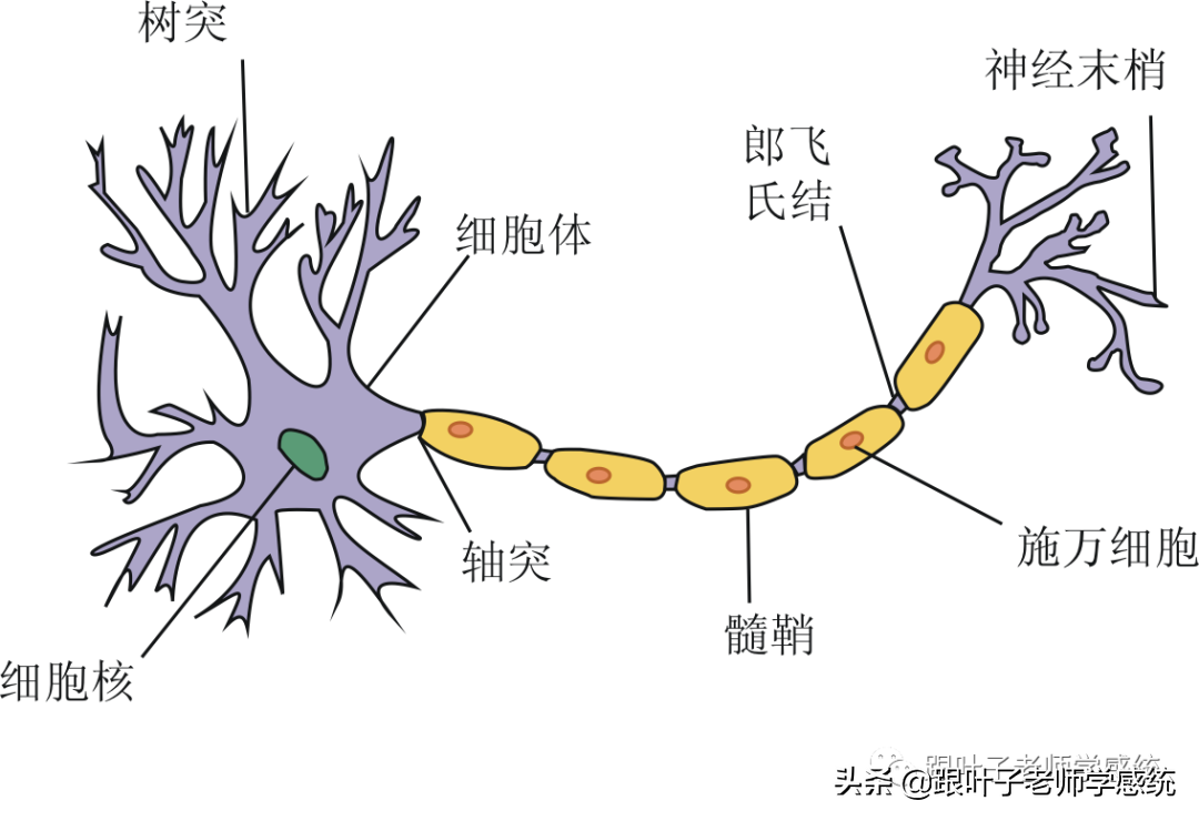 儿童感觉统合能力发育的几个阶段，家长一定要抓住第三个