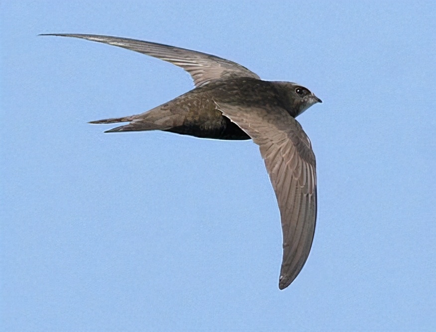 这说法得改改了,我国燕子的越冬地远在南非