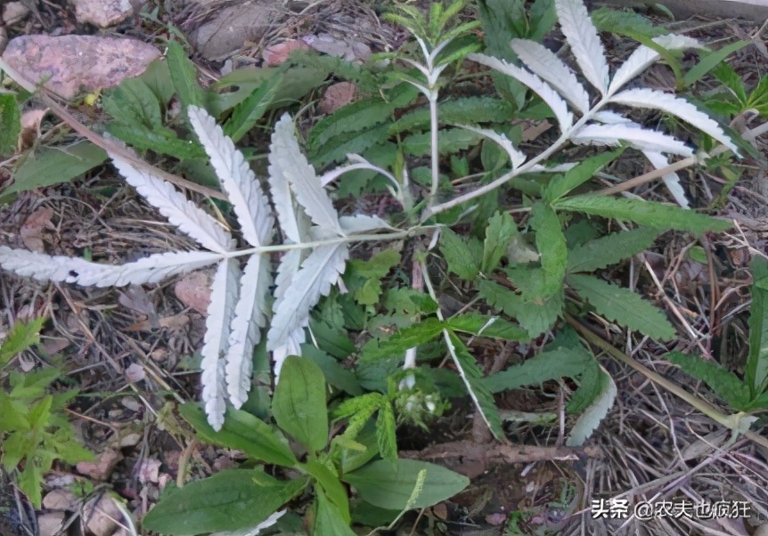 路边荆的功效与作用-我的快乐小窝