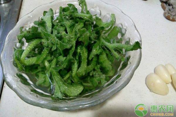 冰菜的种植(zhi)时间及栽培方法（冰菜什么人不适宜吃）