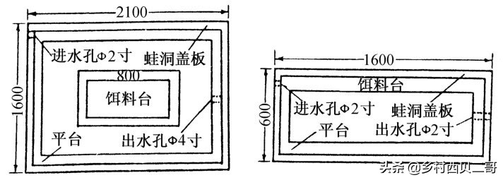 牛蛙的养殖技术（正确的牛蛙的养殖方法大全）