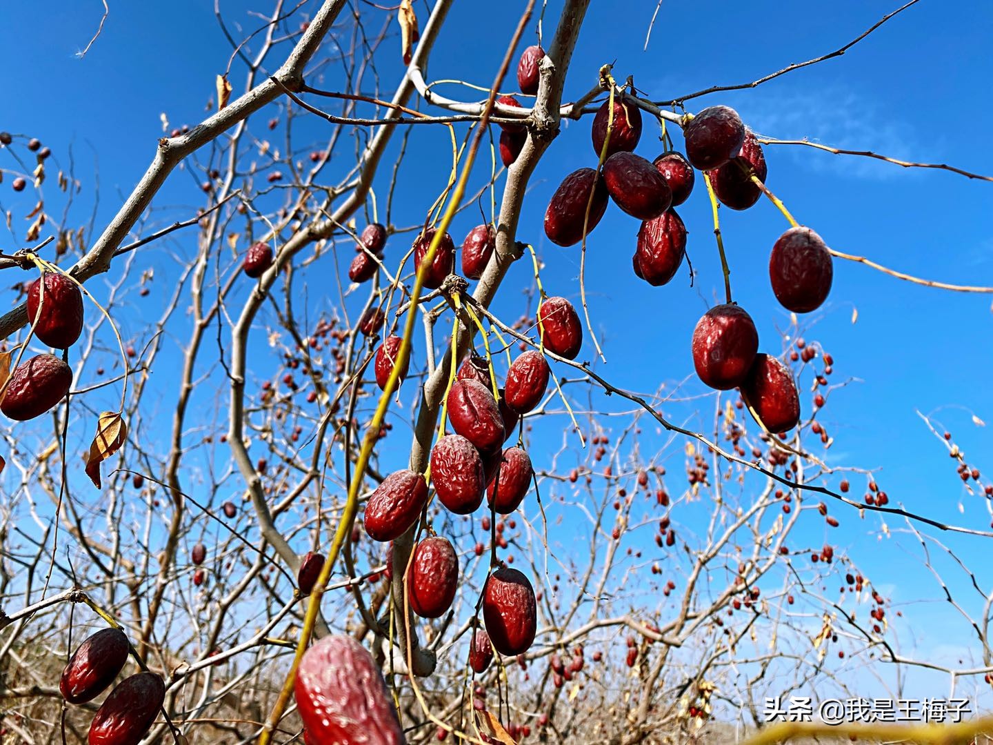 新疆特产，原生态树上吊干灰枣，枣香浓郁，甜