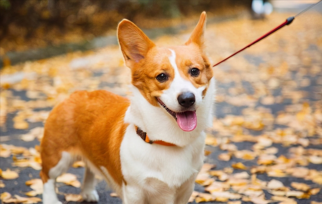 柯基犬纯不纯，主要看这5个地方，串串没办法装