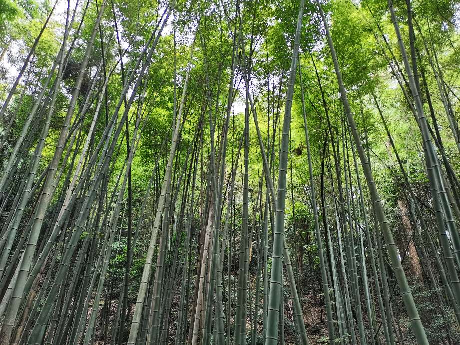 重庆缙云山(缙云山最强攻略——教你如何在一日内从山顶玩到山脚)