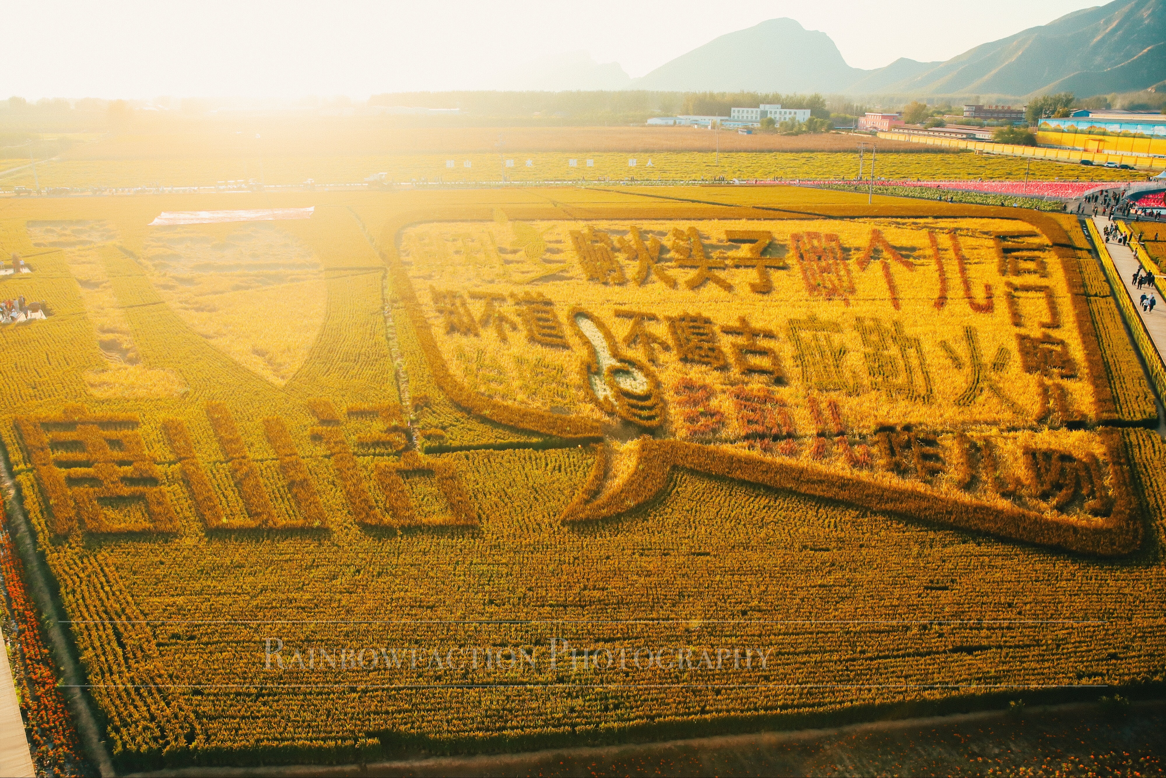 北京出发2小时，超美稻田免费玩～再不去后悔一年