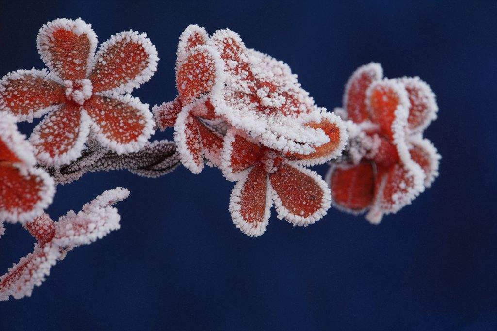 霜字唯美的句子_晶羽文学网