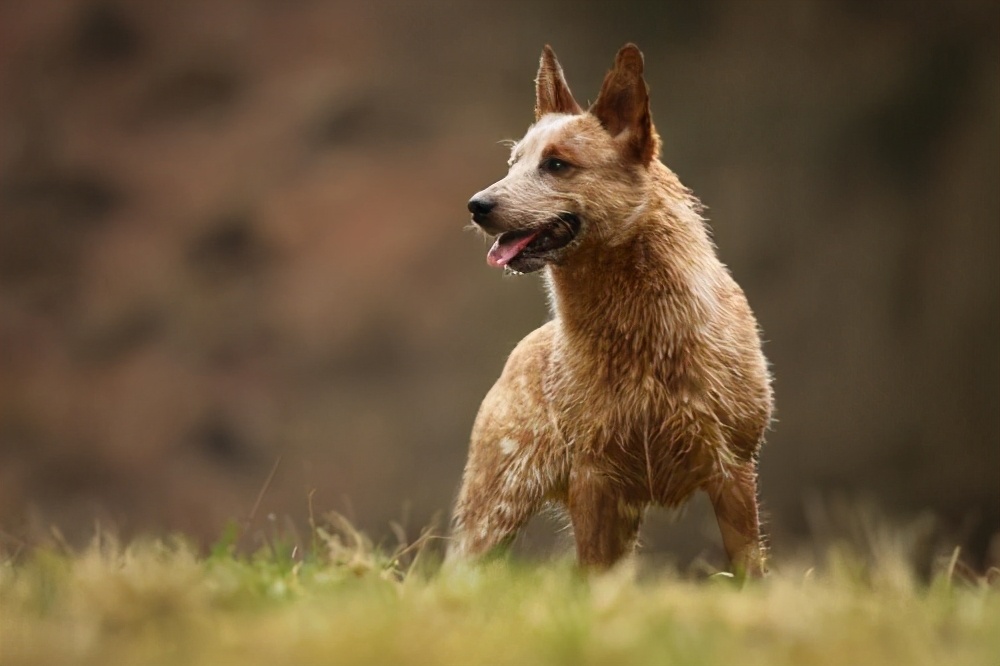 牛年说牛:牧牛犬不仅能放牧,还能为牛的健康保驾护航