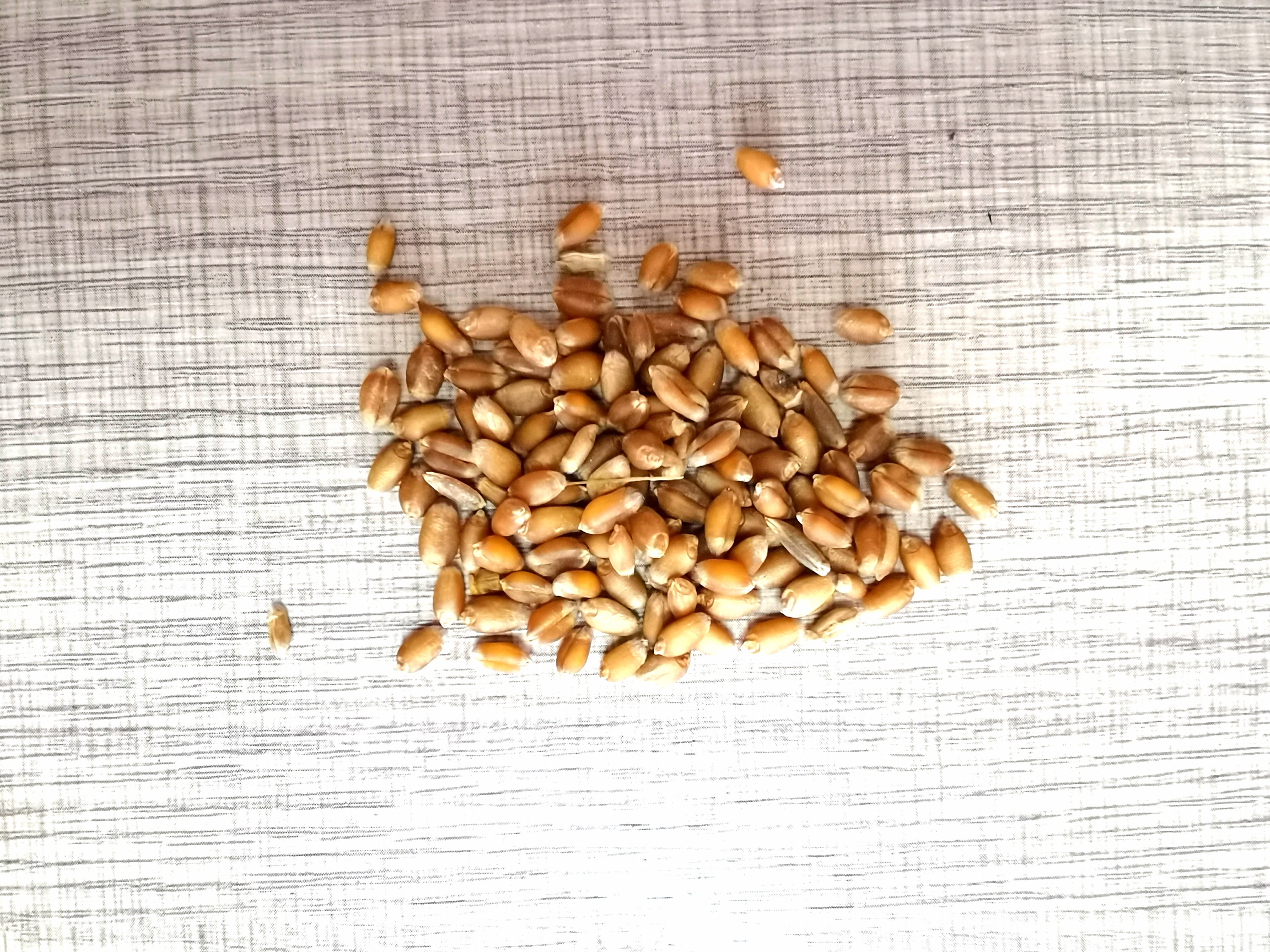 甘肃会宁玉米8毛、小麦1元/斤，粮食如此便宜农民种地能致富吗？