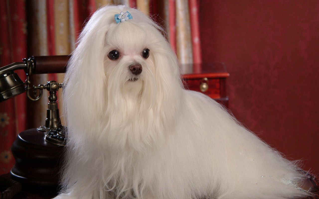 马尔济斯:这是欧洲皇室喜爱的犬种,外形的确看起来非常高贵,毛发细长