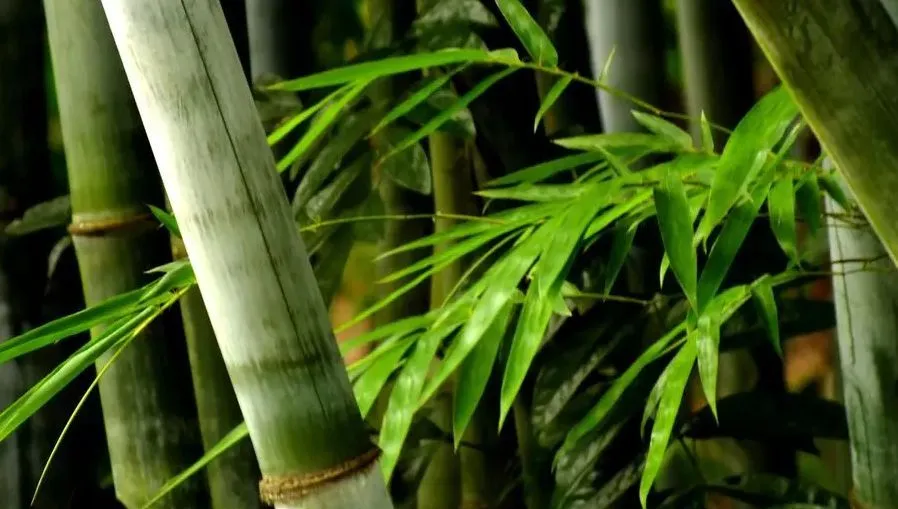 诗词 | 风也萧萧，雨也萧萧，诗词里多萧萧