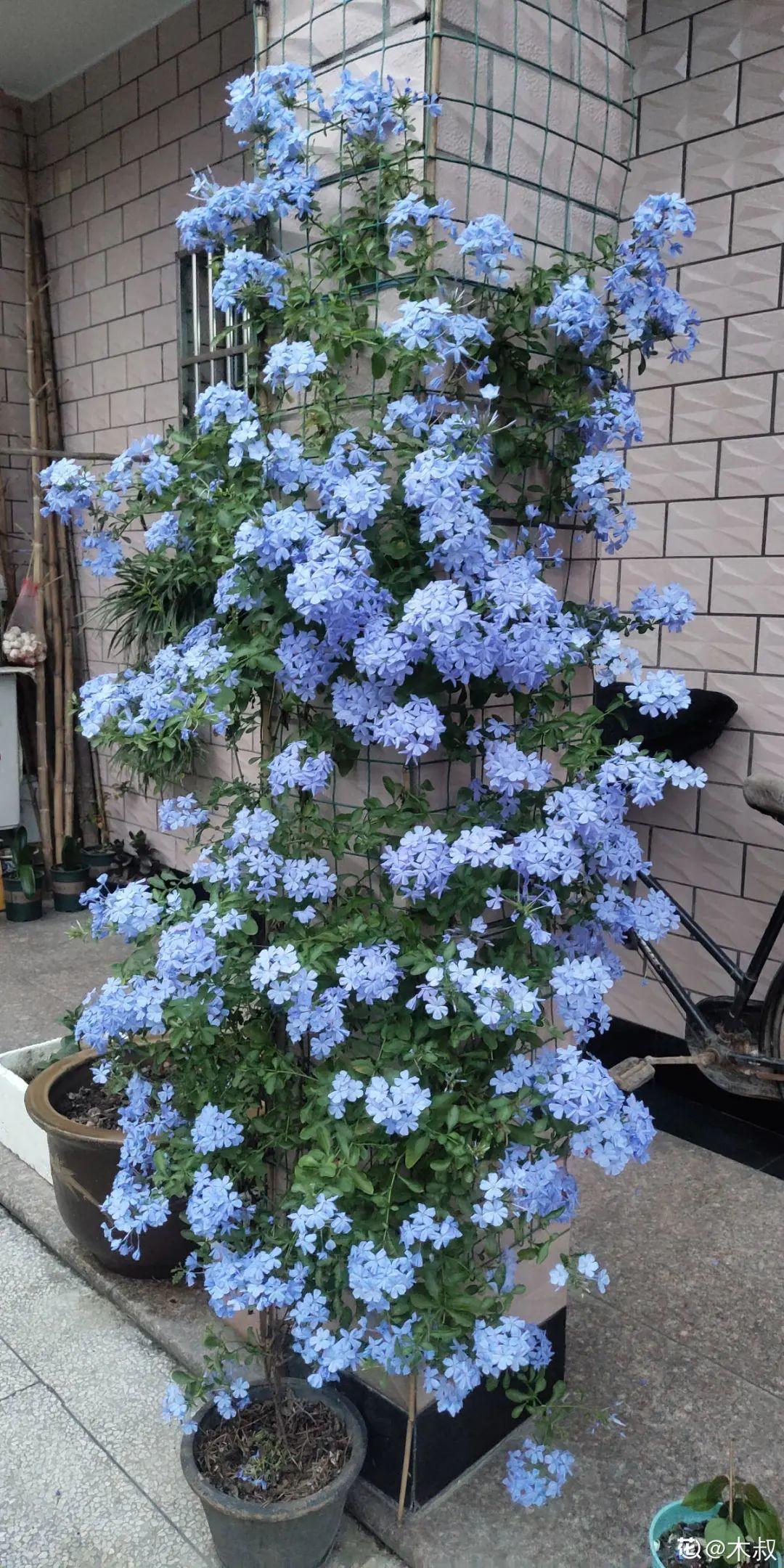 家里养棵爬藤花,防盗窗上养一棵,呼呼开花