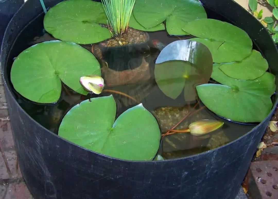 浮水植物養護管理