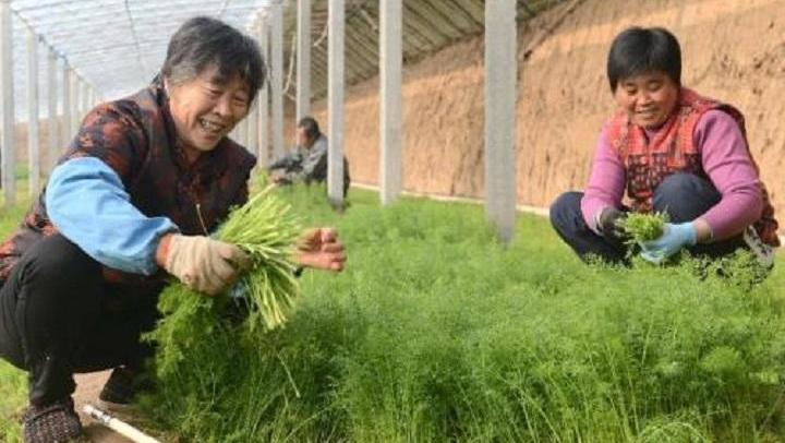 茴香什么时候种最合适（分享茴香的最佳种植时期）