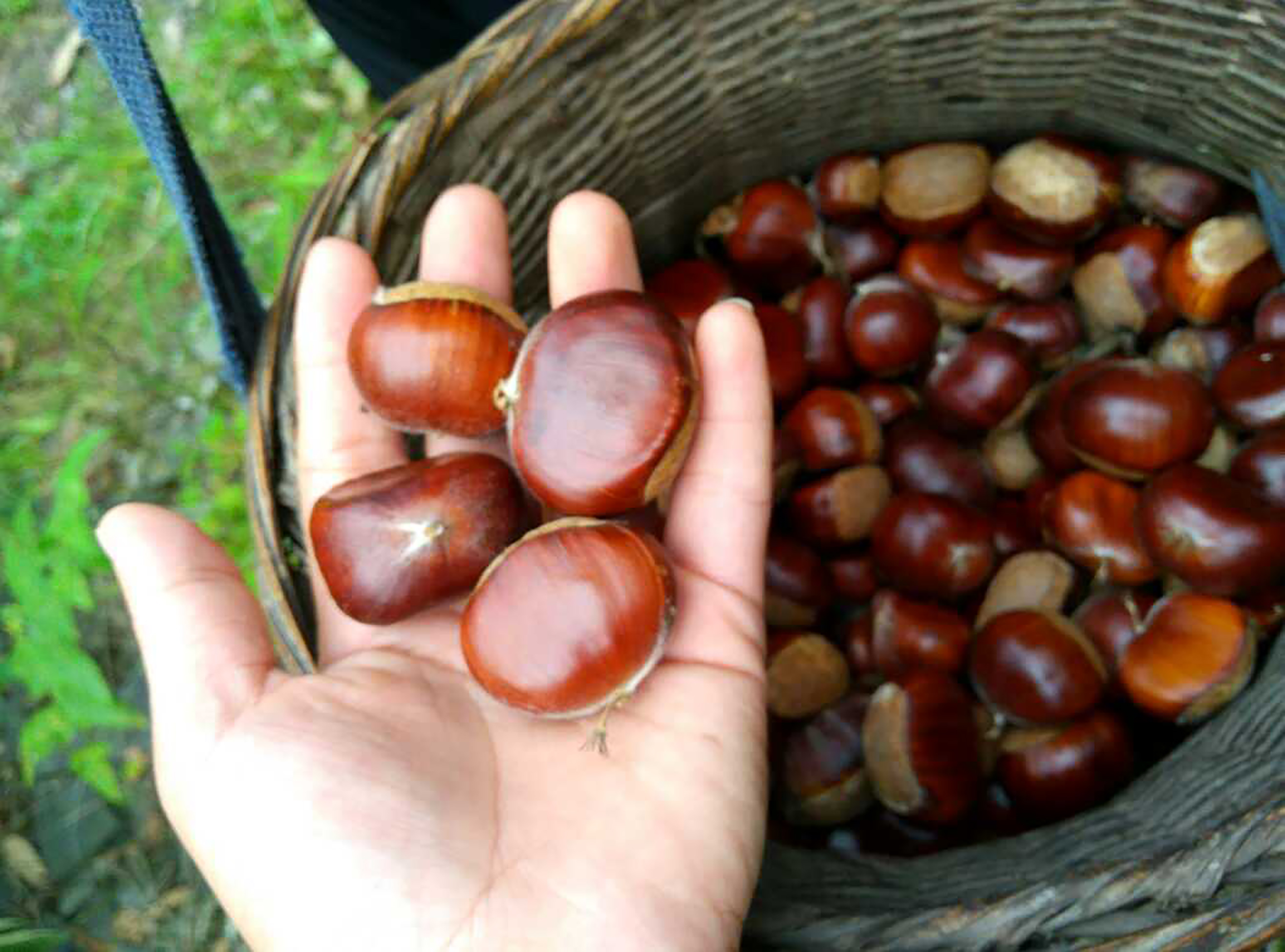 江西鹰潭龙虎山,道教发祥地,悠悠岁月情,香甜板栗果