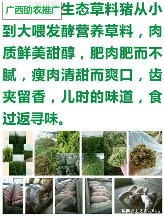 广东这个养猪新手猪场种植牧草养猪肉质好得到大家的认可