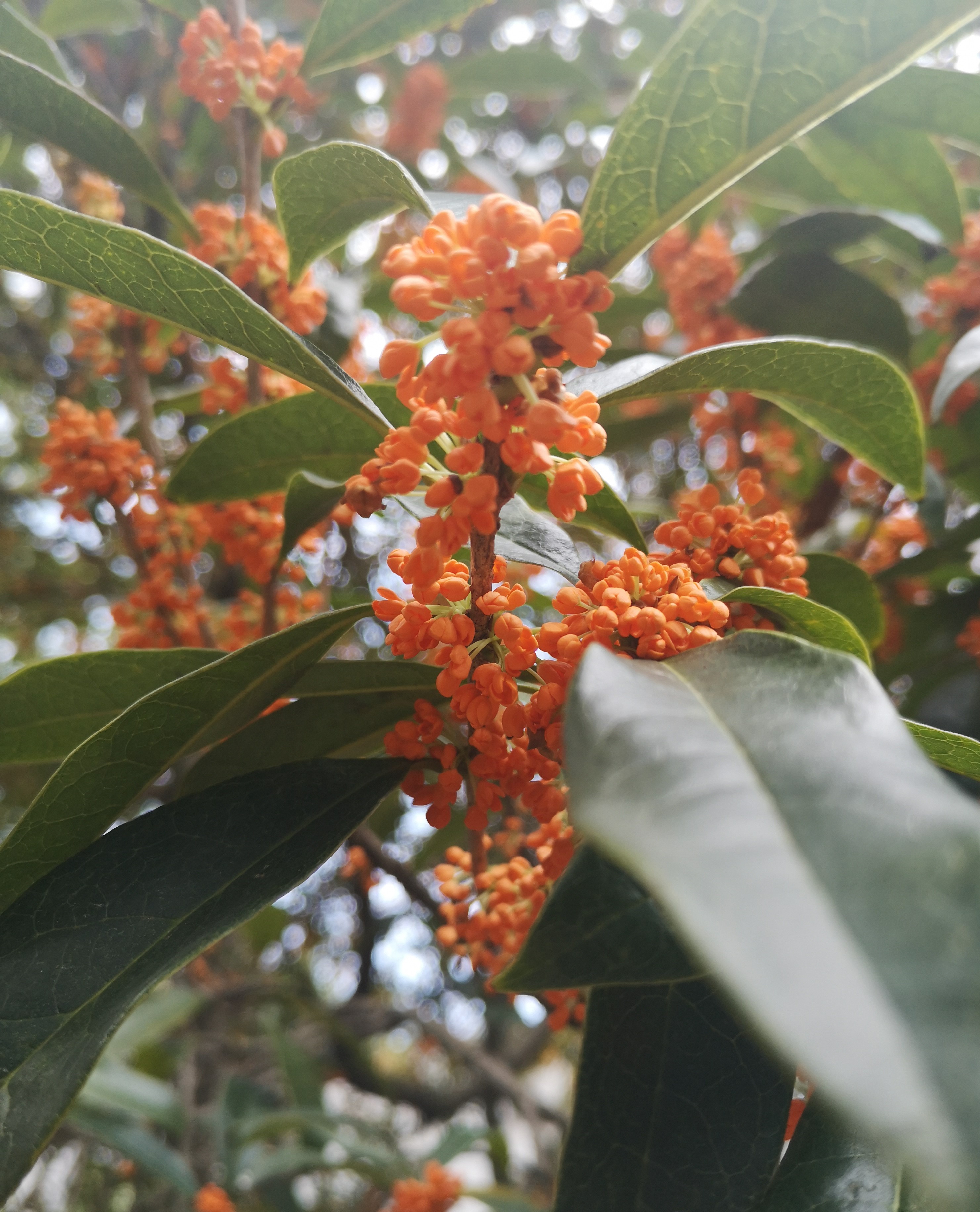 八月桂花逸清秋 十首妙辞人间留