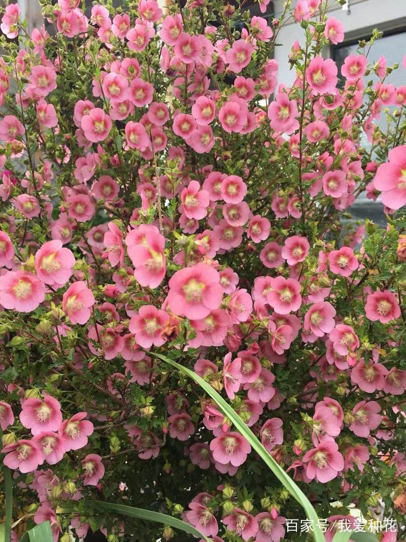 这3种花夏天换盆越换越旺,但这7种花夏天换盆必死无疑