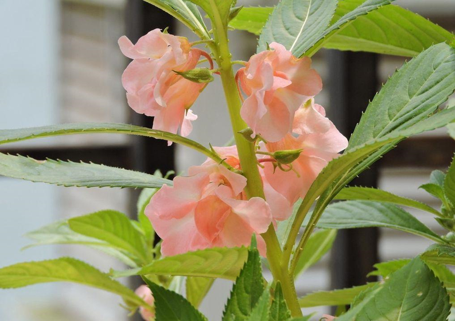 鳳仙花養護一覽,光照要好土壤肥沃,自然長得快