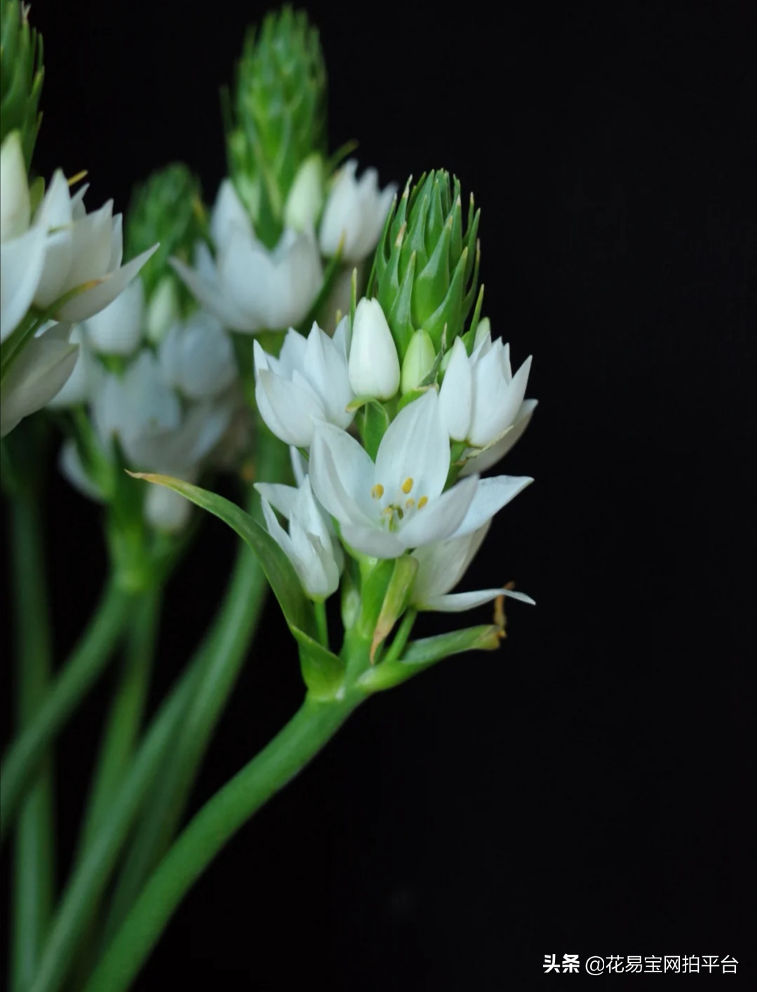 圣心百合花语（超级省心的新晋网红花材花语揭秘）